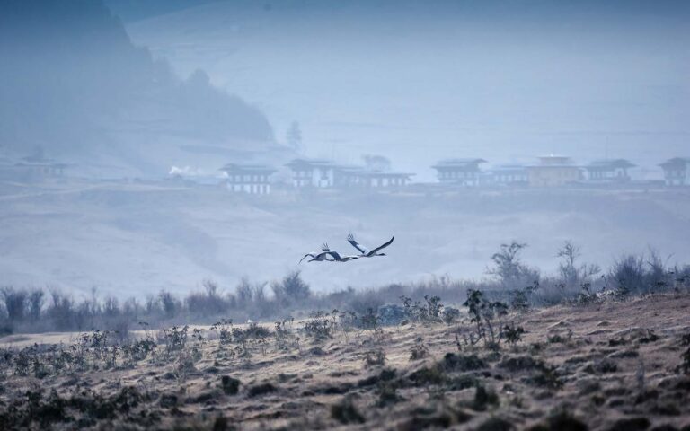 Trekking Tours Sleep To The Songs Of The Rare Cranes In Bhutan