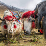 Gasa Tshechu Festival Bhutan Tour Operator