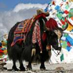 Haa Summer Festival Bhutan