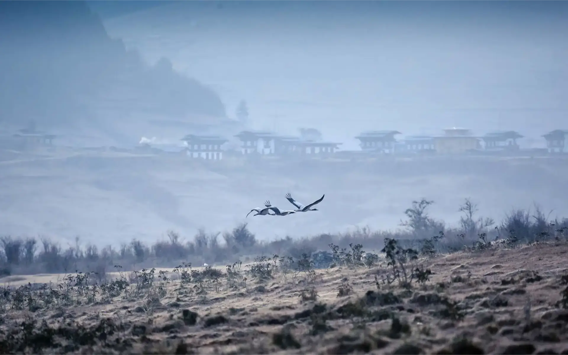 Black Necked Cranes in Bhutan - Breathe Bhutan