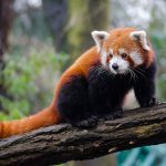 The Red Panda Trail