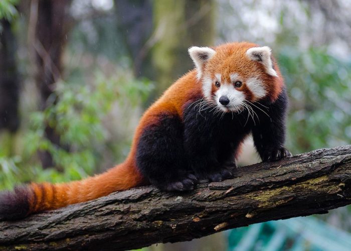 The Red Panda Trail